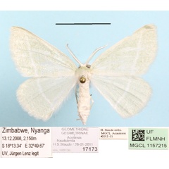 /filer/webapps/moths/media/images/F/fraudulenta_Acollesis_A_MGCL_01.JPG
