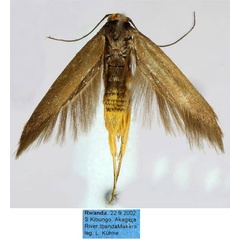 /filer/webapps/moths/media/images/F/flavoterminella_Scythris_HT_ZMHB_XkS6i81.jpg