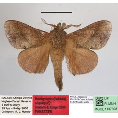 /filer/webapps/moths/media/images/O/oligolepis_Bombycopsis_AM_MGCLa_03.JPG