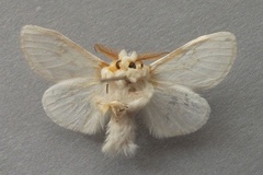 Naroma varipes