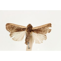 /filer/webapps/moths/media/images/P/proleuca_Dicerogastra_AM_RMCA.jpg