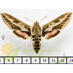 /filer/webapps/moths/media/images/T/tithymali_Hyles_AF_SMCR_02.jpg