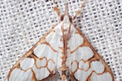 Cirrhochrista oxylalis