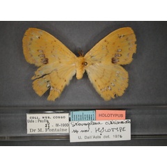 /filer/webapps/moths/media/images/C/citrinoides_Stenoglene_HT_RMCA_01.jpg