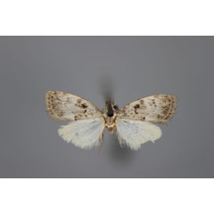 /filer/webapps/moths/media/images/P/phaeocraspis_Nola_A_BMNH.jpg