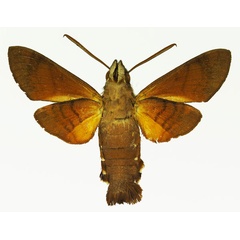 /filer/webapps/moths/media/images/M/milvus_Macroglossum_AM_Basquinb.jpg