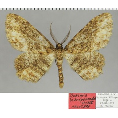 /filer/webapps/moths/media/images/T/transponenda_Hypomecis_HT_ZSMa.jpg