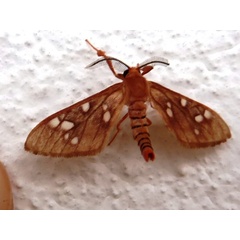 /filer/webapps/moths/media/images/N/nigrita_Pseudothyretes_A_Staley.jpg