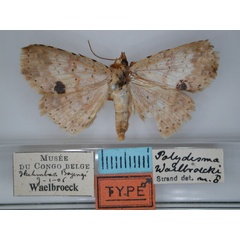 /filer/webapps/moths/media/images/W/waelbroecki_Blasticorhinus_HT_RMCA_01.jpg