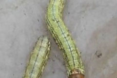 Haplozana nigrolineata