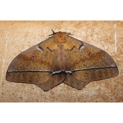 /filer/webapps/moths/media/images/O/orientalis_Imbrasia_A_Voaden_01.jpg