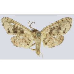 /filer/webapps/moths/media/images/P/pallida_Gnathodes_HT_ANHRTa.jpg