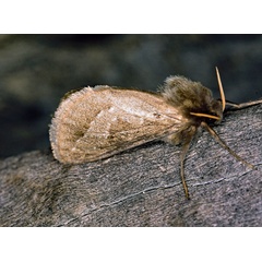 /filer/webapps/moths/media/images/A/ammon_Eudalaca_A_Roland_01_ivESUSb.jpg