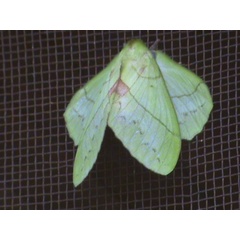 /filer/webapps/moths/media/images/L/lambourni_Trabala_A_Guyonnet.jpg