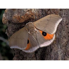 /filer/webapps/moths/media/images/I/irius_Pseudobunaea_A_Wolfe.jpg