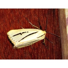 /filer/webapps/moths/media/images/B/bilinea_Grammarctia_A_Braun.jpg