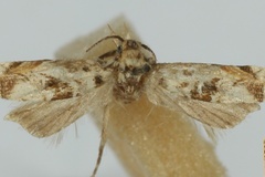 Sphenogrypa syncosma