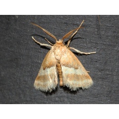 /filer/webapps/moths/media/images/B/biumbrata_Halseyia_A_Roland.jpg