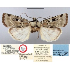 /filer/webapps/moths/media/images/C/callima_Euxootera_HT_BMNH.jpg