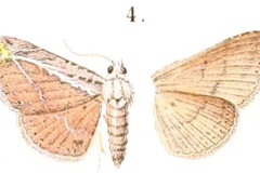 Hypena rhynchalis