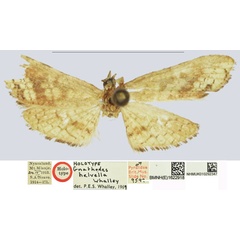 /filer/webapps/moths/media/images/H/helvella_Gnathodes_HT_NHMUKa.jpg