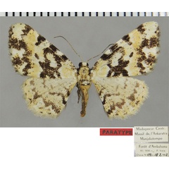 /filer/webapps/moths/media/images/M/milloti_Ectropis_PTF_ZSM.jpg