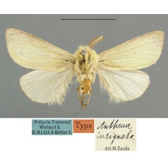 /filer/webapps/moths/media/images/I/insignata_Antheua_LT_TMSA.jpg
