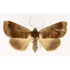 /filer/webapps/moths/media/images/S/selenaris_Ophiusa_AF_TMSA_01.jpg