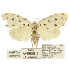 /filer/webapps/moths/media/images/B/bicultula_Siccia_PTF_ANHRT.jpg