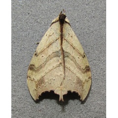 /filer/webapps/moths/media/images/A/angulata_Pseudobarobata_A_Sinnema.jpg