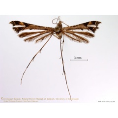 /filer/webapps/moths/media/images/D/direptalis_Amblyptilia_A_ZMUC.jpg