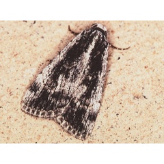 /filer/webapps/moths/media/images/P/parva_Hypotacha_A_Roland.jpg