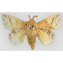 /filer/webapps/moths/media/images/K/koellikerii_Eucraera_HT_ZMHB.jpg