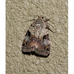 /filer/webapps/moths/media/images/M/megalena_Deltote_A_Roland_01.jpg