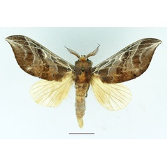 /filer/webapps/moths/media/images/A/argyrosticta_Brachychira_AM_Basquin_01.jpg