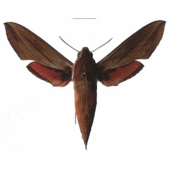/filer/webapps/moths/media/images/G/gracilis_Hippotion_AF_EMEM.jpg