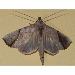 /filer/webapps/moths/media/images/P/pelopsalis_Meliaba_A_Grobler_02.jpg