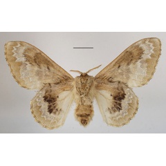 /filer/webapps/moths/media/images/C/clementsi_Schausinna_AF_MGCLb_02.JPG