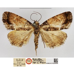 /filer/webapps/moths/media/images/V/varicolora_Maliattha_HT_NHMUK.jpg