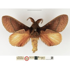 /filer/webapps/moths/media/images/C/cuneata_Dendrolimus_HT_NHMUK.jpg