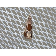 /filer/webapps/moths/media/images/H/hibisci_Helcystogramma_A_Goff_03.jpg