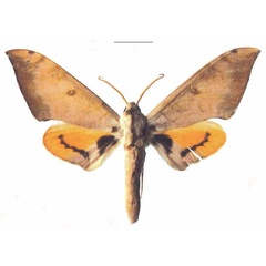 /filer/webapps/moths/media/images/T/tomensis_Pseudoclanis_AM_EMEM_01a.jpg