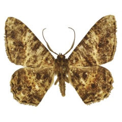 /filer/webapps/moths/media/images/M/milesi_Afroracotis_HT_ANHRT.jpg