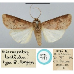 /filer/webapps/moths/media/images/L/lacteata_Micragrotis_ST_BMNH.jpg