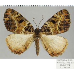 /filer/webapps/moths/media/images/S/sima_Xylopteryx_AM_ZSMa.jpg
