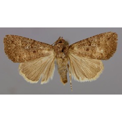 /filer/webapps/moths/media/images/P/pauperata_Condica_A_RMCA_01.jpg