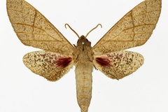 Neoclanis basalis