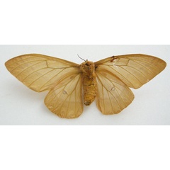 /filer/webapps/moths/media/images/S/semicaeca_Perisomena_HT_NHMUKb.jpg