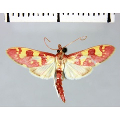 /filer/webapps/moths/media/images/A/aldabrensis_Ischnurges_HT_MNHN.jpg