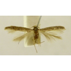 /filer/webapps/moths/media/images/H/hysterota_Haplochrois_HT850_TMSA_01.jpg